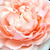 Rózsaszín - Virágágyi floribunda rózsa - Louise De Marillac